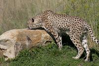 Cjp_2011_08_01_085635 (1).jpg